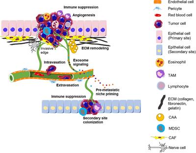 Organotypic Modeling of the Tumor Landscape